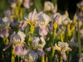 Field of blooming white with lilac irises in backlight Royalty Free Stock Photo