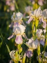 Field of blooming white with lilac irises in backlight Royalty Free Stock Photo