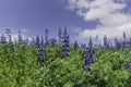 A field of blooming wild flowers of lupins against the background of the sky with clouds Royalty Free Stock Photo