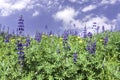 A field of blooming wild flowers of lupins against the background of the sky with clouds Royalty Free Stock Photo