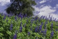 A field of blooming wild flowers of lupins against the background of the sky with clouds Royalty Free Stock Photo