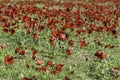 Field of blooming wild flowers of red anemones closeup. selective focus