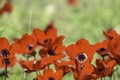 Field of blooming wild flowers of red anemones closeup. selective focus