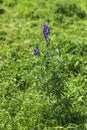 Field of blooming wild violet lupins flowers. Israel Royalty Free Stock Photo