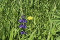 Field of blooming wild violet lupins flowers. Israel