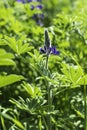 Field of blooming wild violet lupins flowers. Israel Royalty Free Stock Photo