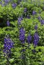 A field of blooming wild violet lupins flowers Royalty Free Stock Photo