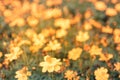 Field of blooming yellow close up beautiful flowers on blur bokeh nature background sunset Royalty Free Stock Photo