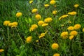 Field of blooming yellow dandelion flowers Taraxacum Officinale in park on spring time. A green meadow in the background. Place Royalty Free Stock Photo