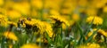 Field of blooming yellow dandelion flowers Taraxacum Officinale in park on spring time. A green meadow in the background. Place Royalty Free Stock Photo