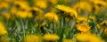 Field of blooming yellow dandelion flowers Taraxacum Officinale in park on spring time. A green meadow in the background. Place Royalty Free Stock Photo