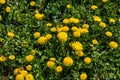 Field of blooming yellow dandelion flowers Taraxacum Officinale in park on spring time. A green meadow in the background. Place Royalty Free Stock Photo