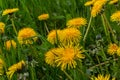 Field of blooming yellow dandelion flowers Taraxacum Officinale in park on spring time. A green meadow in the background. Place Royalty Free Stock Photo