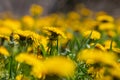 Field of blooming yellow dandelion flowers Taraxacum Officinale in park on spring time. A green meadow in the background. Place Royalty Free Stock Photo