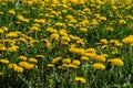 Field of blooming yellow dandelion flowers Taraxacum Officinale in park on spring time. A green meadow in the background. Place Royalty Free Stock Photo