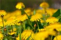 Field of blooming yellow dandelion flowers Taraxacum officinale in spring time Royalty Free Stock Photo