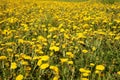 Field of blooming yellow dandelion. Medicinal plant. Useful herbs. Phytotherapy. Nectar, honey and jam from field weed grass. Royalty Free Stock Photo