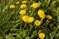 Field of blooming yellow dandelion. Medicinal plant. Useful herbs. Phytotherapy. Nectar, honey and jam from field weed grass. Royalty Free Stock Photo