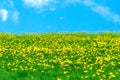 Field of blooming yellow dandelions against a blue sky. Royalty Free Stock Photo