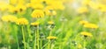 Field with blooming yellow dandelions on sunny day. Summer flower background. Banner Royalty Free Stock Photo