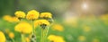 Field with blooming yellow dandelions on sunny day. Summer flower background. Banner Royalty Free Stock Photo