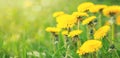 Field with blooming yellow dandelions on sunny day. Summer flower background. Banner Royalty Free Stock Photo