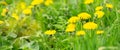 Field with blooming yellow dandelions on sunny day. Summer flower background. Banner Royalty Free Stock Photo