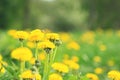 Field with blooming yellow dandelions on sunny day. Summer flower background Royalty Free Stock Photo