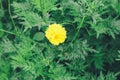 Field of blooming yellow flowers on a background blurred background flower pattern