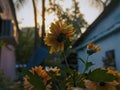 field of blooming yellow flowers on a background sunset Royalty Free Stock Photo