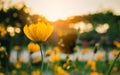 Field of blooming yellow flowers on a background sunset