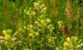 Field with blooming yellow flowers of evening primrose Royalty Free Stock Photo