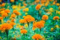 Field of blooming yellow Mexican marigold flowers Tagetes erecta with green leaves background in the morning. Tagetes erecta als Royalty Free Stock Photo