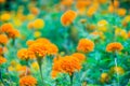 Field of blooming yellow Mexican marigold flowers Tagetes erecta with green leaves background in the morning. Royalty Free Stock Photo