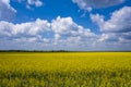 Field blooming yellow rape flowers against the blue sky with white feathery clouds Royalty Free Stock Photo