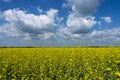 Field blooming yellow rape flowers against the blue sky with white feathery clouds Royalty Free Stock Photo