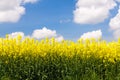 A field of blooming yellow rape flowers on a background of the blue sky with clouds, landscape Royalty Free Stock Photo