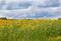 A field with blooming yellow sunflowers and a beautiful blue sky with clouds Royalty Free Stock Photo