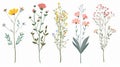 Field blooms, spring floral plants, blossomed branches, abstract botanical elements. Soft wildflower decoration. Flat