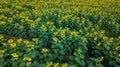 Field of bloooming , landscape of Sunflower Farm Royalty Free Stock Photo