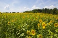 A field of sunflowers blossoms in the summer Royalty Free Stock Photo