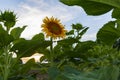 A field of sunflowers blossoms in the summer Royalty Free Stock Photo