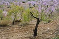 Field of blossoming almond trees in full bloom