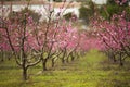 A field of blossoming almond trees