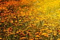 Field of blossoming calendula