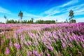 Field of blossoming fireweed against bright blue sky