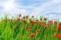 Field with the blossoming poppies