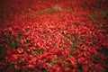 Field blossoming poppies. Poppy field.