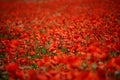 Field blossoming poppies. Poppy field.