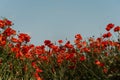 Field blossoming poppies. Poppy field.